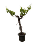 Druivenboom (Vitis Vinifera) - 220cm - ø55
